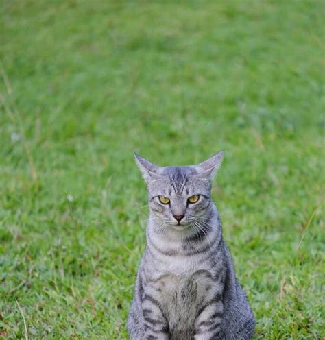 正面貓坐姿|揭秘爱猫的6种坐姿：情感与心境的微妙解读